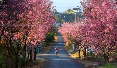 How to Travel to Da Lat Vietnam