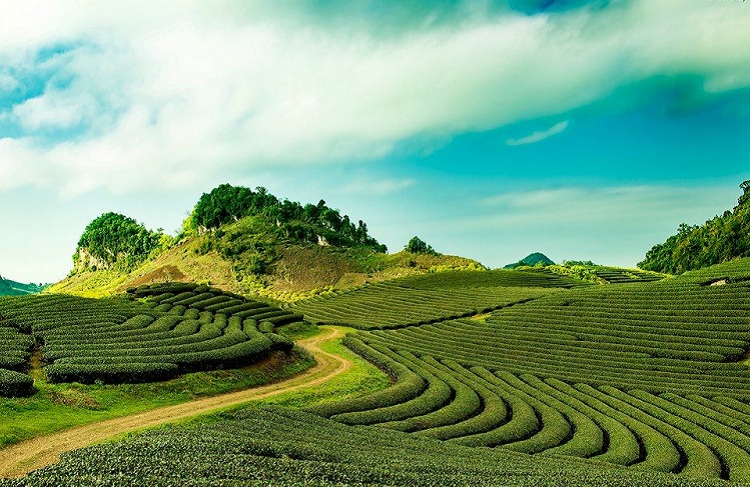 Cau Dat Tea Hill (Dalat) 2020: Everything you need to know!