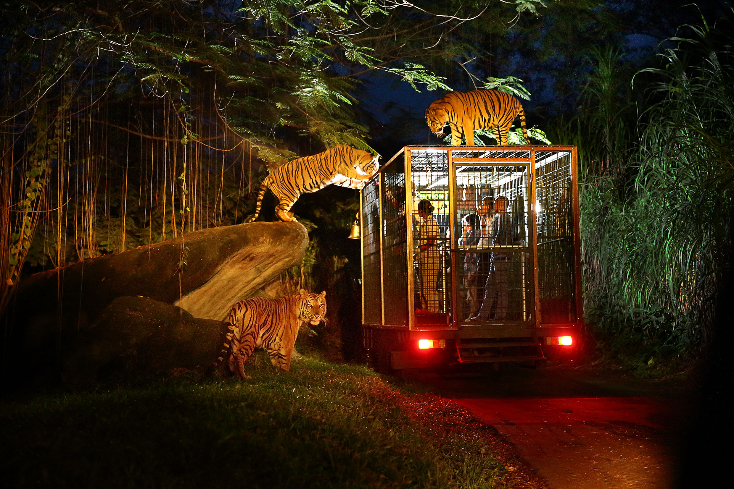 Khám phá thế giới hoang dã về đêm tại Night Safari Singapore | Địa Điểm Du Lịch