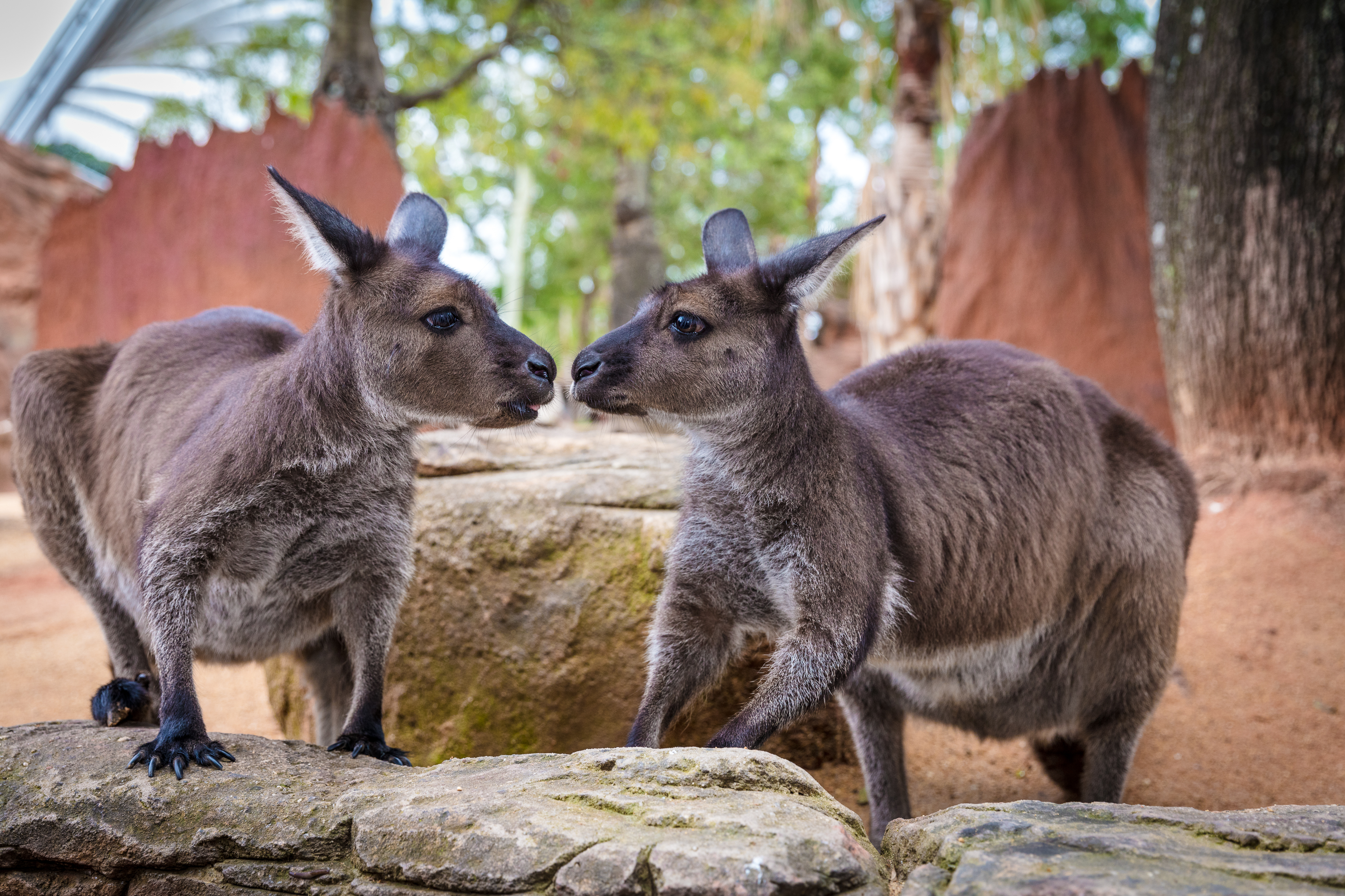 WILD LIFE Sydney Zoo - Darling Harbour - Official Site