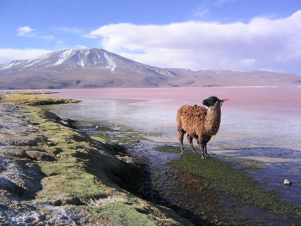 Eduardo Avaroa Andean Fauna National Reserve: Bolivia's High-Altitude Sanctuary | LAC Geo