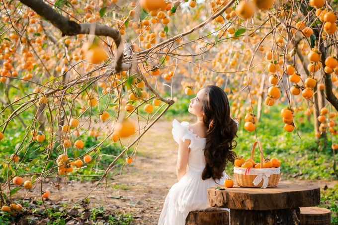 Moc Chau persimmon gardens attract visitors