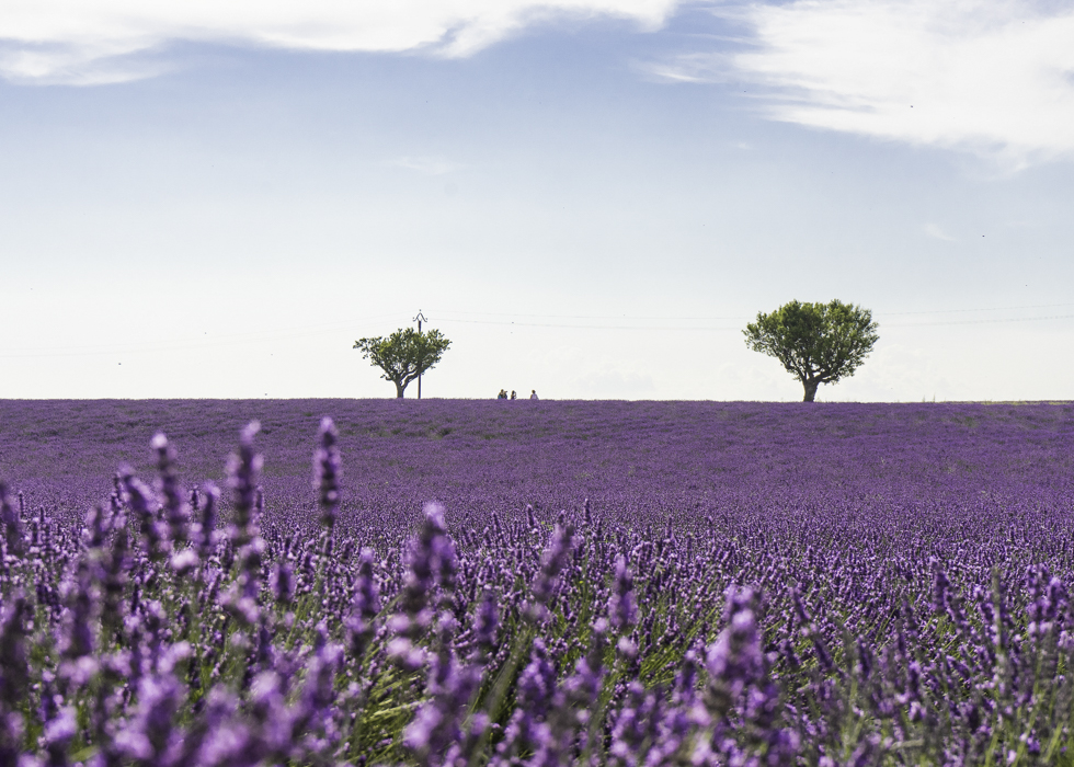 南法夏日最浪漫的薰衣草花田| O'Bon Paris | 法国文化美食自由行