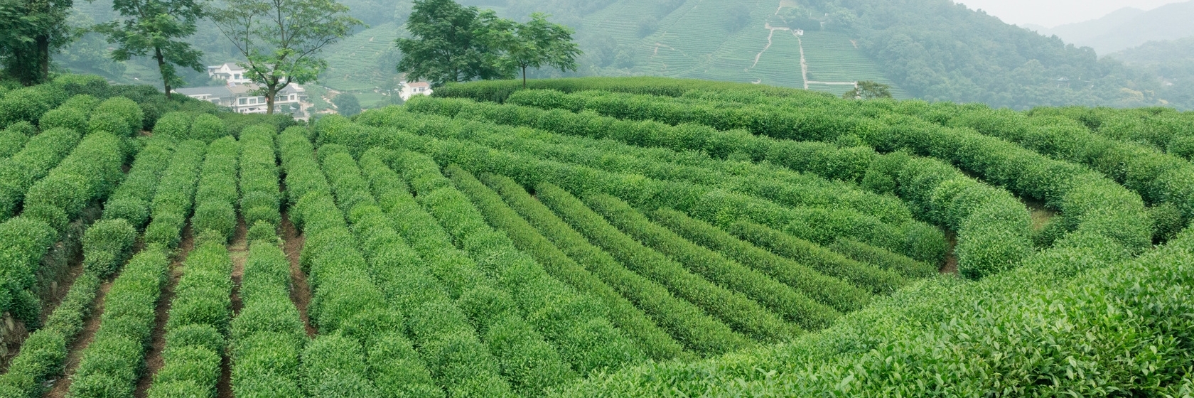 Làng Trà Long Tỉnh Hàng Châu, Trung Quốc