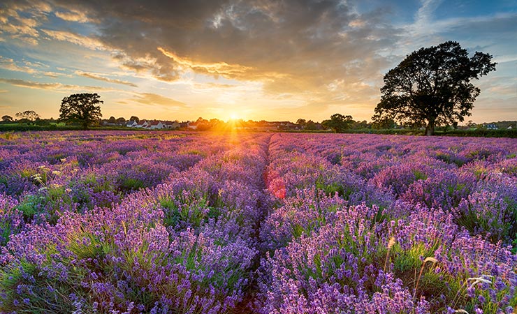 英国薰衣草庄园盘点| Lavender Farm — Red Scarf