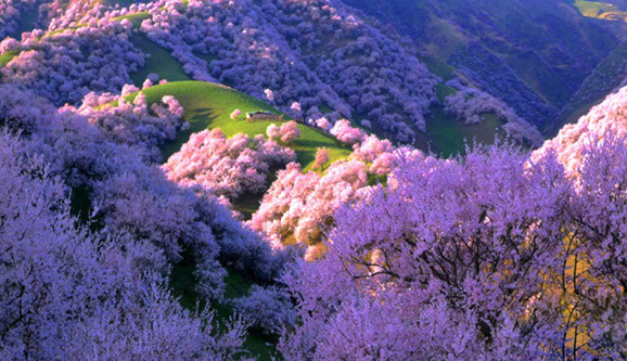 新疆旅遊爾根杏花溝-吐峪溝人文-庫木塔格沙漠駝影9日遊,新疆春季旅遊推薦線路